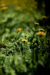 blooming dandelions in a spring meadow. Filmed with manual optics.