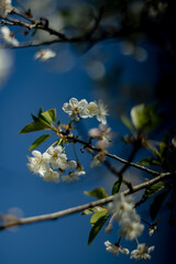 cherry blossoms in the garden in spring