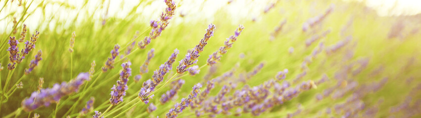 Lavender flowers summer season