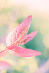Colourful leaves background on blurred greenery leaf bokeh in garden summer with copy space