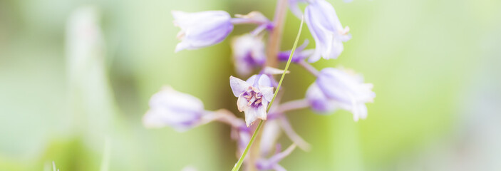 Flower background - sunny meadow with flowers background with blurs and bokeh