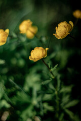 Blooming Trollius europaeus. Yellow wild flower in spring meadow.