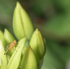 Macro photography of a fly sitting on a green flower in a field of sunflowers. Nice green bokeh background.
