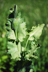 Beautiful big poppy petal with big leafs in close up with grass in background.