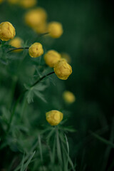 Fototapeta premium Blooming Trollius europaeus. Yellow wild flower in spring meadow.