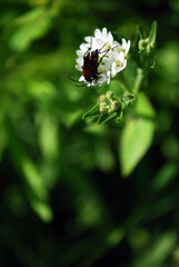 Two little copulating beetles sitting on white berteroa incana meadow flower .