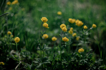 Blooming Trollius europaeus. Yellow wild flower in spring meadow.