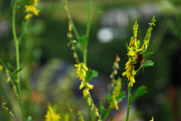 Wild bee drink floral nectar from yellow meadow flower Melilotus officinalis in natural environmental.