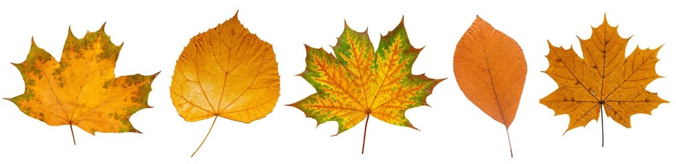 Fototapeta na wymiar Set of autumn leaves isolated on white background. High resolution.