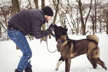 A man in a jacket and a knitted hat walks with an American Akita dog