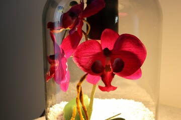Orchids in a decorative jar with light bulb