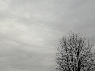 tree and clouds