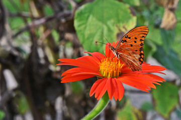 mariposa, insecto, naturaleza, flor, anaranjada, verano, huerta, macro, verde, monarca, alas, animal, alas, beldad, hermoso, negro, amarilla, variopinto, hojas,