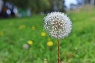 diente de le&oacute;n, flor, naturaleza, primavera, c&eacute;sped, verde, , verano, semilla, blanco, dehesa, campa, flora, flor, mala hierba, macro, semilla, aumento, ciclos, hermoso, descargar, be