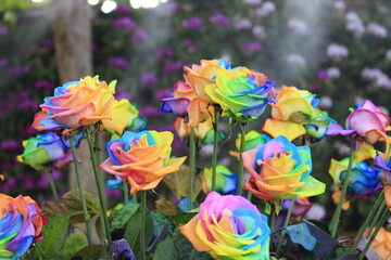 Fototapeta na wymiar rainbow color flower garden beauty