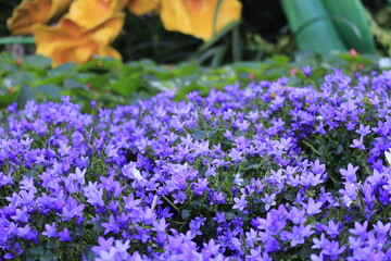 purple color flower garden beauty