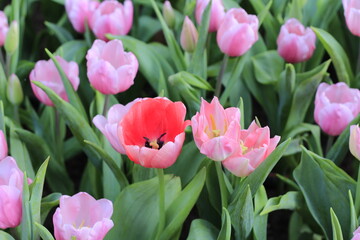 pink color flower garden beauty