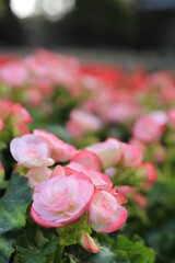 pink color flower garden beauty