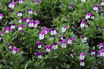 Fototapeta na wymiar purple color flower garden beauty
