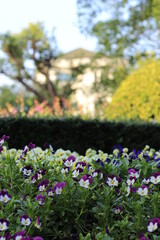 Fototapeta premium purple color flower garden beauty