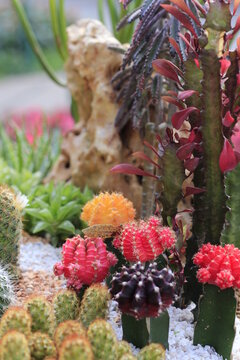 Colorful cactus plant Tray garden