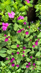 Scenic view of colorful flowers and plants