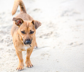 Cute brown puppy on a beach - pet dog photography in natural environment