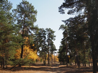Forest path sunlight shadows view. Forest path sunlight. Forest path shadows. Forrest path sunlight shadows landscape