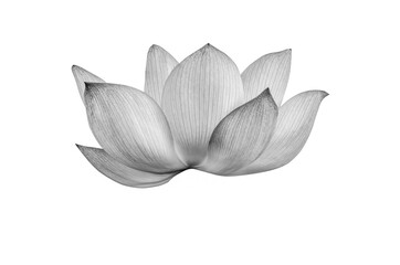 lotus flower black and white isolated on white background