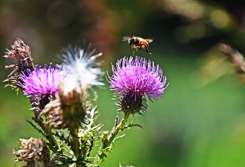 flor, cardo, morada, naturaleza, fábrica, verde, verano, macro, flor, florecer, rosa, florecer, flora, huerta, abeja, inhospitalario, primavera,