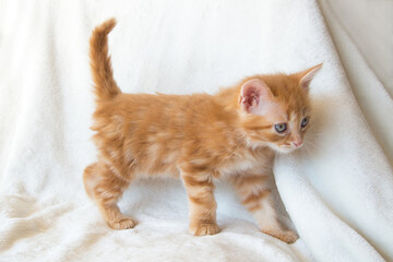 Chaton