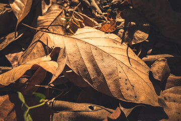 Dry Lef in the Woodland