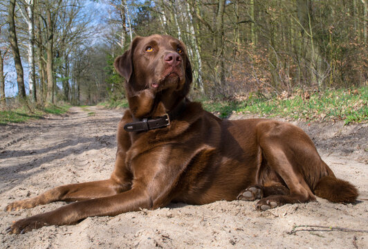 Labrador auf Waldweg