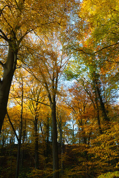 Herbststimmung im Siebengebirge
