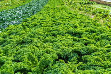Savoy cabbage field