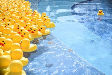 Many bright yellow rubber ducks floating in the pool. Concept of standing out from the crowd and...