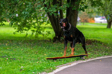 dog on the grass