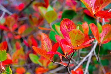autumn bright red leaves in nature