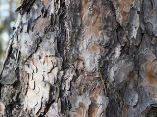 Natural structure of the bark of a pine tree