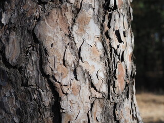 Natural structure of the bark of a pine tree