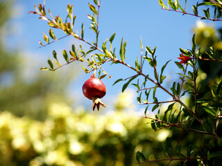 small ornamental pomegranate hanging of branch