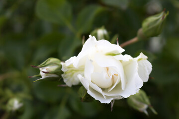 White flower rose on a green background