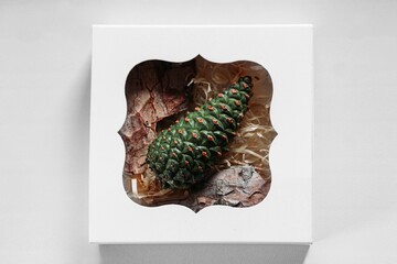 pine tree young green cone in a box with bark,
Christmas tree  - 384374667