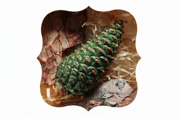 pine tree young green cone in a box with bark,
Christmas tree  - 384374673