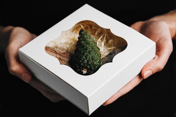 pine tree young green cone in a box with bark,
Christmas tree  - 384374675