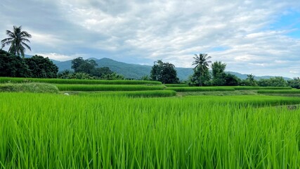 rice field