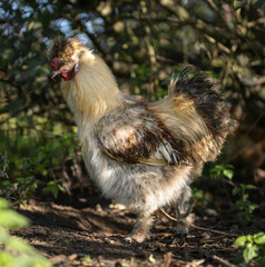 Seidenhahn seitliche Ansicht