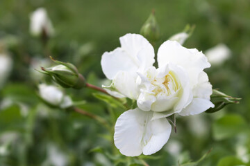 White flower rose on a green background