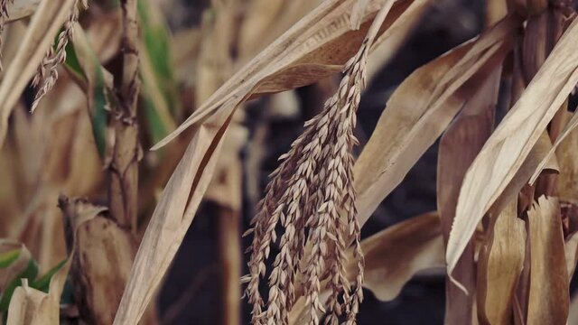 Harvest dry stalks of corn on the field in late summer or autumn. Climate, countryside.