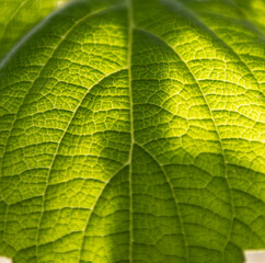 blatt von hinten angeleuchtet